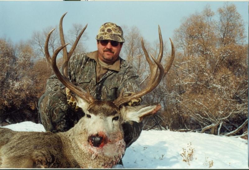 Mule Deer